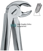 Lower Molars, Right 23