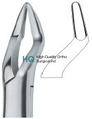 Parmly Molars and bicuspids 32